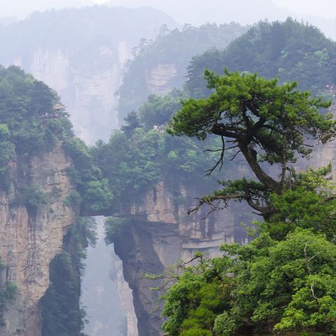 Tianzi Mountain (天子山) is located in Zhangjiajie in the Hunan Province of China, close to the Suoxi Valley in South Central China.[1] It is named after the farmer Xiang Dakun of the Tujia ethnic group, who led a successful local farmers' revolt and called himself "Tianzi", meaning son of Heaven and is the traditional epithet of the Chinese emperor. These giant, pillar-like mountains have a peak of 1,212 m (3,976 ft)...
#China #Tianzi Tianzi Mountains, Mountain China, Chinese Mountains, Holiday China, Explore China, Chinese Emperor, Cheapest Flights, Zhangjiajie, Visit China