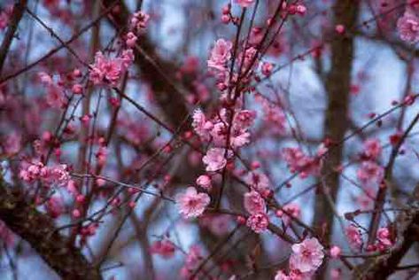 Bliriana Plum Cherry Plum, Landscape Plants, Oregon State University, Lake Oswego, Oregon State, Landscaping Plants, Garden Center, State University, Apricot