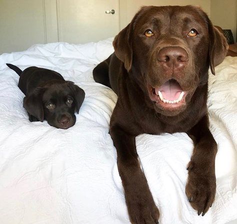 Chocolate Labrador Retriever, Labrador Retriever Puppies, Chocolate Labrador, Lab Puppies, Labrador Puppy, Cute Dogs And Puppies, Baby Dogs, Cute Little Animals, 귀여운 동물