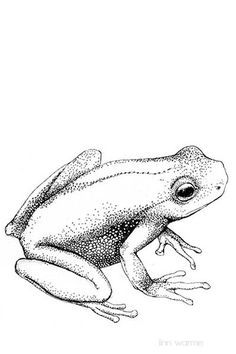 Stippling Art, Frog Illustration, Frog Tattoos, Frog Drawing, Frog Art, A Frog, Tree Drawing, Cute Frogs, Toad