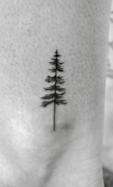 Single Line Pine Tree Tattoo, Small Evergreen Tree Tattoo, Norfolk Pine Tree Tattoo, Tall Pine Tree Tattoo, Dainty Pine Tree Tattoo, Pine Tree Ankle Tattoo, Sequoia Tree Tattoo Simple, Jack Pine Tattoo, Long Leaf Pine Tattoo