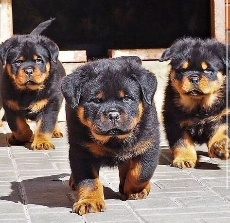 Black Rottweiler, Rottweiler Dog Puppy, German Rottweiler Puppies, Cute Rottweiler, Rottweiler Puppies For Sale, German Rottweiler, Rottweiler Love, Rottweiler Mix, Rottweiler Lovers