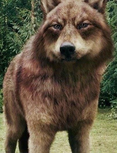 Jacob as a wolf :) he loks so FUZZY! Jacob Black, A Wolf, Black