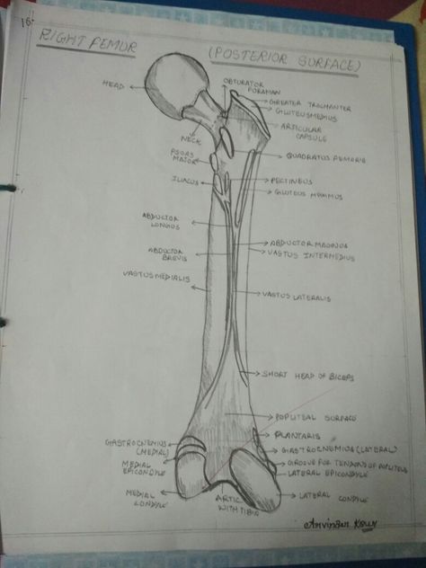 Femur Bone Anatomy, Anatomy Notes, Med School Study, Drawing Worksheets, Biology Diagrams, Anterior Y Posterior, Face Makeup Tutorial Video, Science Drawing, Breakfast Bars Healthy