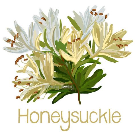 Honeysuckle Painting, Honeysuckle Essential Oil, Honeysuckle Cottage, Wild Honeysuckle, Honeysuckle Vine, Flower Cottage, Honeysuckle Flower, Fragrant Plant, Beautiful Cottages