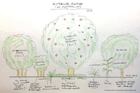 A permaculture citrus guild (in Australia) « Lewisham House and Farm Citrus Tree Guild, Citrus Guild, Fruit Tree Guild, Tree Guild, Forest Kitchen, Growing Citrus, Planting A Tree, Reap What You Sow, Garden Fruit