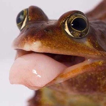 Frog Tongue Frog With Tongue Out, Frog Tongue, Common Frog, Pet Frogs, Frog Pictures, Funny Frogs, A Frog, Frog And Toad, Weird Creatures