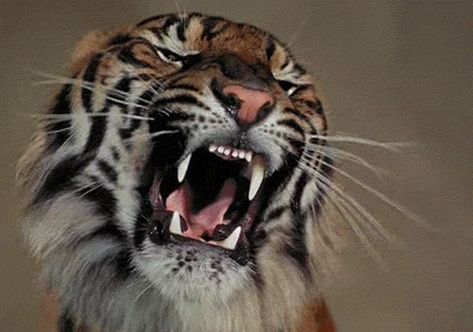 wild tiger GIF - Find & Share on GIPHY Tiger Gif, Angry Tiger, Tiger Roaring, Cat Species, Wild Tiger, Wild Creatures, Photos Hd, Live Wallpapers, Beautiful Cats