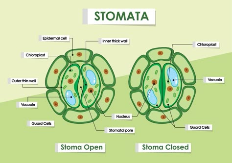 Stomata Diagram, Class 10 Notes, Plant Tissue Culture, Human Body Projects, Science Diagrams, Biology Plants, Science Images, Study Biology, Plant Names