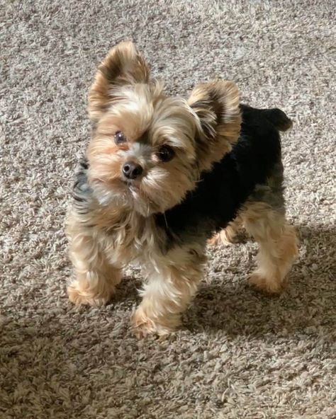 Yorkie Bear Haircut, Yorkie Haircut Teddy Bear Faces, Teacup Yorkie Haircut Female, Yorkie Girl Haircut, Boy Yorkie Haircuts, Morkie Teddy Bear Haircut, Floppy Ear Yorkie Haircuts, Teddy Bear Yorkie Haircut, Puppy Haircut Teddy Bears