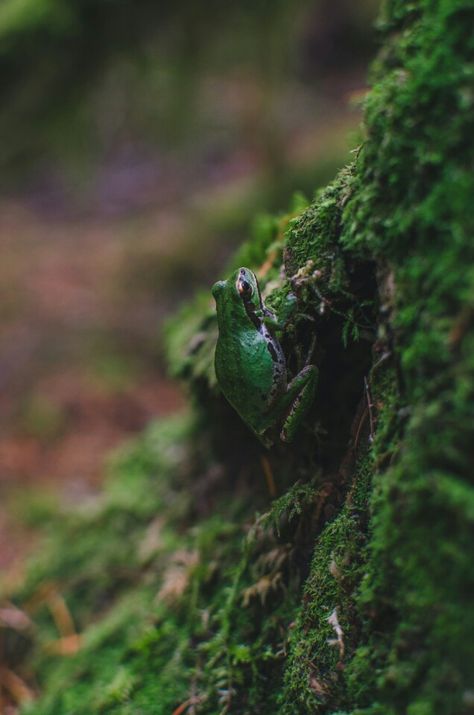 Vera Pacific Tree Frog, Whimsical Creatures, Wanderlust Decor, Dark Forest Aesthetic, Night Forest, Forest Spirit, Funny Frogs, Fantasy Forest, Tree Frog