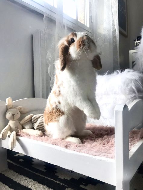 Rabbit Habitat, Love Bunnies, Pet Bunny Rabbits, Indoor Rabbit, Bunny Care, Bunny Cages, Cute Bunny Pictures