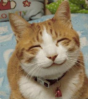 I am happy, you? Talking Cats, Cat Activities, Smiling Animals, Gatto Carino, Smiling Cat, Söt Katt, Cat Person, Happy Animals, Cute Kittens