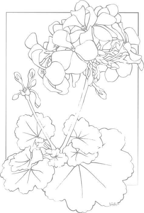 How To Draw Geraniums, Pelargonium Tattoo, Geranium Drawing, Geranium Watercolor, Geranium Tattoo, Floral Outlines, Stamp Png, Botany Illustration, Geranium Flower