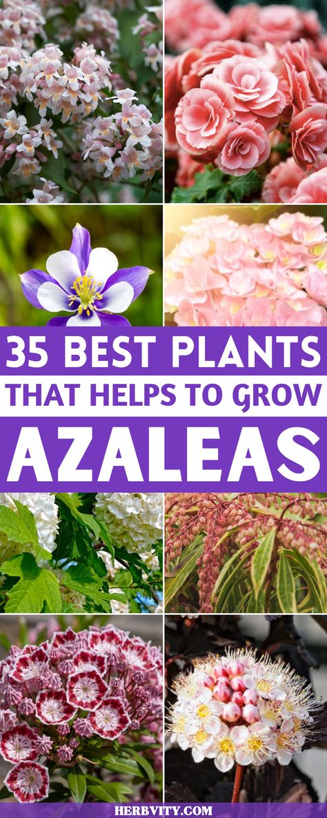 Companion plants are those that grow well with Azaleas. These plants can be shrubs, flowers, Ferns, Hosta and surprisingly even trees. The companion plants in this list ensure that you have a good gardening experience. Landscape With Azaleas, Azaleas And Hostas Landscaping, When To Plant Azalea Bushes, Azalea Garden Ideas, Azalea Companion Plants, Gardenia Plant Landscapes, What To Plant With Azaleas, Landscaping With Azaleas, Azaleas Landscaping Front Yards