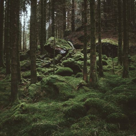 Dark Naturalism, Twilight Aesthetic, Forest Aesthetic, Moss Covered, Into The Forest, Pacific Coast Highway, Magical Forest, Into The Woods, Dark Forest