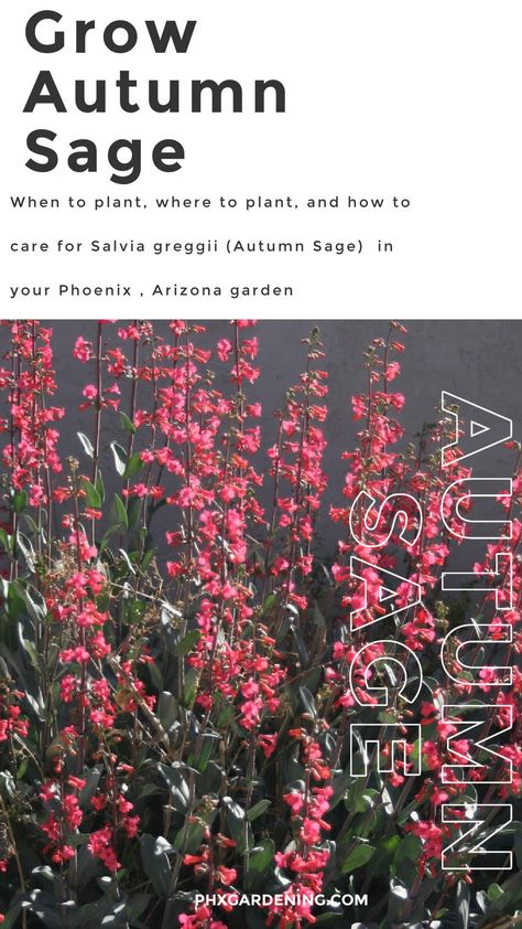 Autumn Sage Plants, Phoenix Gardening, Phoenix Garden, Salvia Greggii, Zone 9b, Salvia Plants, Autumn Sage, Spanish Lavender, Low Water Plants