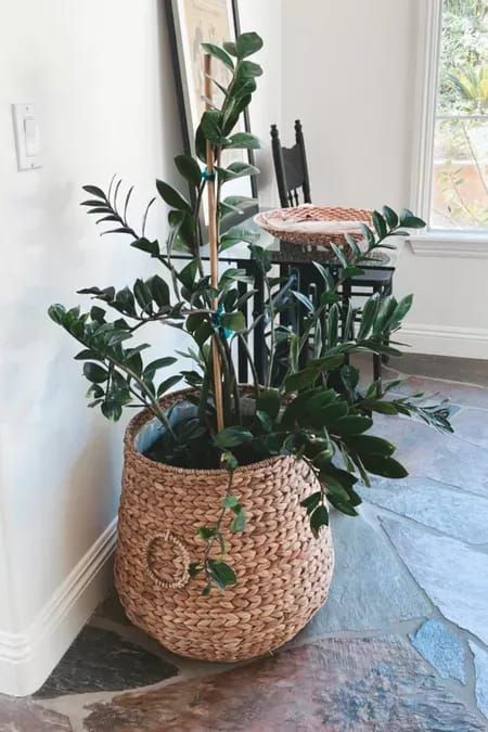 Basket For Plants Living Rooms, Extra Large Plant Basket, Wicker Basket Plants, Woven Plant Basket, Apple Picking Season, Rattan Pots & Planters, Online Design Services, Interior Design Plan, Basket Planters