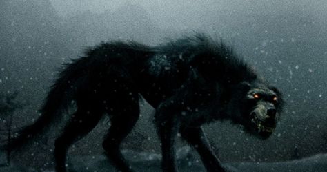 A worg? A wolf? Black Shuck, Ghost Spirit, Demon Dog, Shadow Wolf, Unexplained Phenomena, Werewolf Art, Creatures Of The Night, Mythological Creatures, Black Wolf