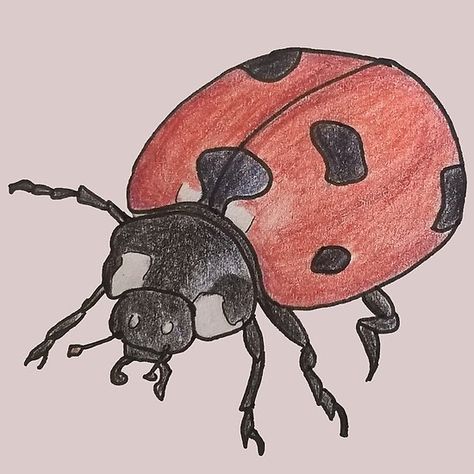 Realistic Drawing of a Lady Bird. Available on my RedBubble store. Lady Bird Drawing, Bird Drawing, Realistic Drawing, Art College, Lady Bird, Bird Drawings, Realistic Drawings, A Lady, College Art