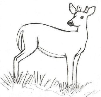 Deer Drawing, Random Things, Deer, Drawings