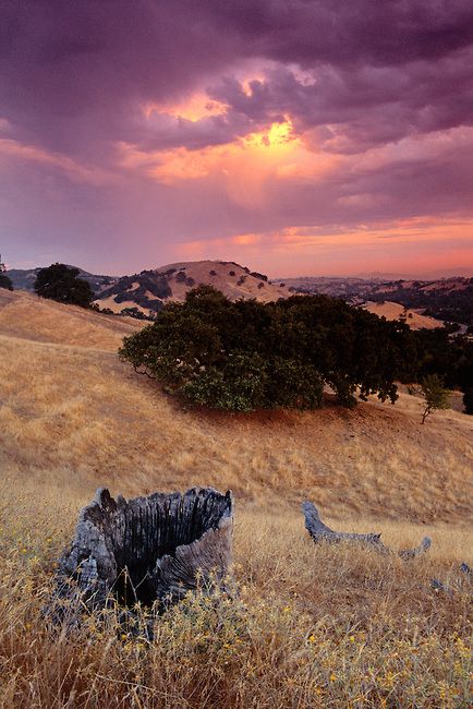 Oak Trees Landscaping, Lafayette California, Yay Area, Hayward California, Alta California, Yard Wall, Contra Costa County, Local Pride, California Photos