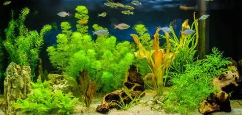 Diy Fish Aquarium, Planted Fish Bowl, Garden Scapes, Parrot Diet, Tanaman Air, Kacang Kacangan, Underwater Garden, Freshwater Plants, Plants Aquarium