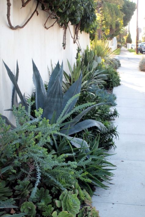 Agave-succulent border Acacia Pravissima, Succulent Landscaping Front Yard, Succulent Garden Landscape, Front Yards Curb Appeal, Drought Tolerant Garden, Succulent Landscaping, Minimalist Garden, Dry Garden, Desert Garden