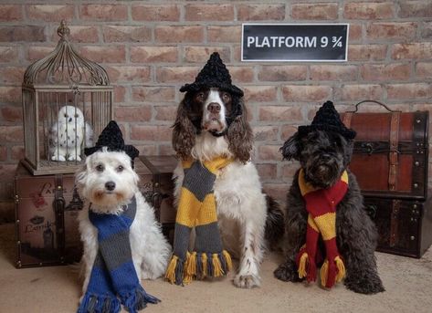 Harry Potter Dog Photoshoot, Harry Potter Dog Costume, Pup Academy, Harry Potter Dog, Harry Potter Pets, The Hogwarts Express, Harry Potter Halloween Party, Harry Potter Crochet, Wingardium Leviosa