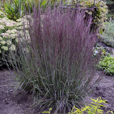 Little Bluestem, Farmhouse Yard, Front Landscape, Perennial Grasses, Dry Plants, Native Garden, Ornamental Grasses, Modern Landscaping, Grasses