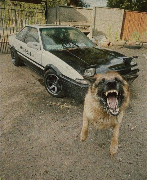 Scary Dogs, Japanese Domestic Market, Girls Album, Toyota 4x4, 4 By 4, Toyota 4, Car Memes, Drifting Cars, Ae86