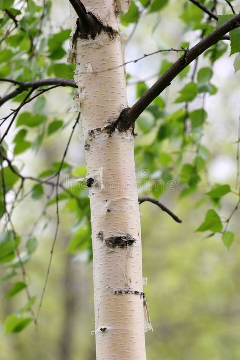 Birch trunk. The first foliage at a birch. Spring , #Aff, #trunk, #Birch, #foliage, #Spring, #birch #ad Betula Pendula, Poster Design Inspiration, Silver Birch, Deciduous Trees, Birch Tree, Summer Season, Beautiful Paintings, Abstract Design, Stock Images Free