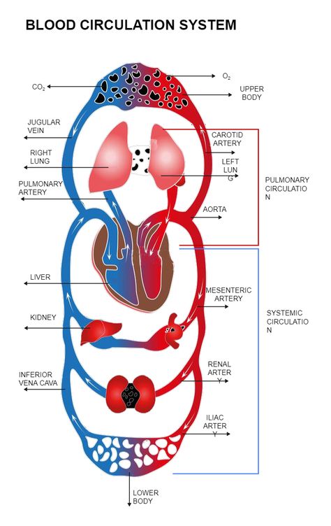 Blood Circulation Diagram Blood Circulation Diagram, Circulation Diagram, Blood Sugar Level Chart, Blood Sugar Diet, Health And Fitness Magazine, Healthy Diet Tips, Daily Health Tips, Circulatory System, Cardiovascular System