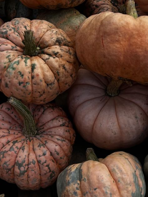 #fall #autumn #pumpkin Muted Autumn Aesthetic, Classy Autumn Aesthetic, Light Halloween Aesthetic, Moody Autumn Aesthetic, Spooky Autumn Aesthetic, Autumn Manifestation, Fall Esthetics, Soft Fall Aesthetic, Brown Fall Aesthetic