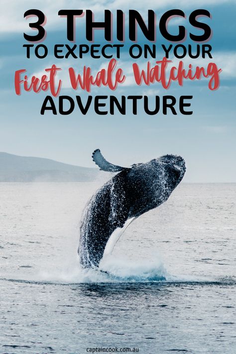 Going on your first whale watching adventure? Read this first to learn about the 3 things to expect on your very first whale watching cruise! #whalewatchingsydney #sydneyharbour Whale Watching Outfit, Whale Watching Sydney, Whale Watching Cruise, Sydney Travel, Sydney Harbour, Cruise Outfits, Coastal Cities, Whale Watching, Sydney Harbour Bridge