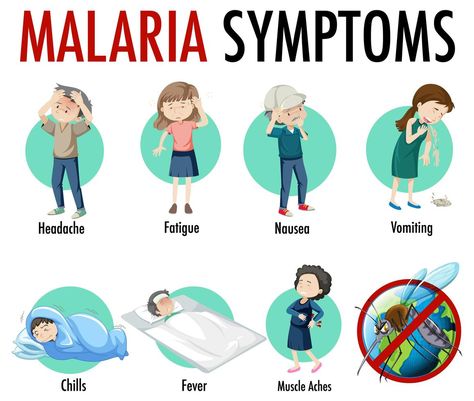 Malaria symptom information infographic Treasured Vbs, Malaria Symptoms, Malaria Prevention, Notes Idea, Diseases Pictures, Nursing Student Tips, Muscle Aches, Health Blog, Study Notes