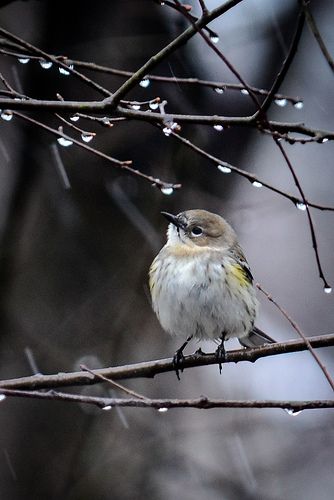 Bird In Rain, Birds In Rain, Life Without Water, Cute Animal Names, Rain Bird, Animal Names, Birds And The Bees, Cary Nc, Bird Tree