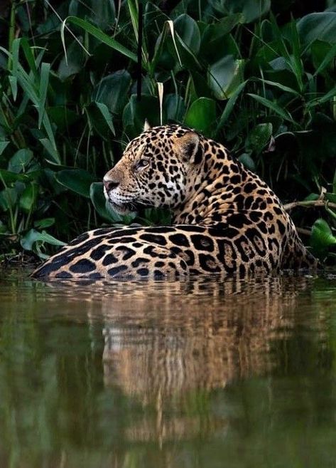 ♔ Jaguars Deadly Animals, Baby Tigers, Jaguar Animal, Black Jaguar, Ancient Cultures, Leopards, Animal Planet, Animal Photo, Beautiful Cats