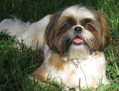 Cutest Small Dog Breeds, Shih Tuz, Chien Shih Tzu, Shih Poo, Designer Dogs, Shih Tzu Mix, Shih Tzu Puppy, Shih Tzu Dog, Lhasa Apso