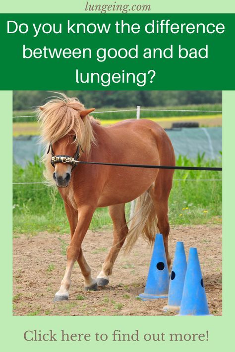 Lunging can be a great training to build up your horses' muscles and fitness, but good lunging is so much more than just letting your horse run around in a circle. Check out this course that tells you everything you need to know about how to lunge your horse and many other helpful groundwork training ideas. Click here and get the first 30 pages for free without obligation! How To Lunge A Horse, Lunges Benefits, Lunging Horse, Horse Training Ground Work, Horse Adventure, Horse Information, Horse Training Tips, Work Horses, Horse Boarding