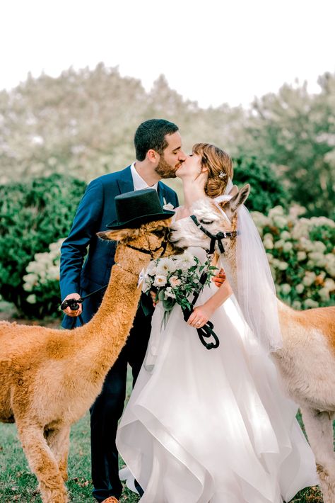 Alpaca Wedding Photos, Alpaca Photoshoot, Wedding Alpaca, Alpaca Wedding, Llama Wedding, Wotton House, Alpaca Pictures, Large Events, Cute Alpaca