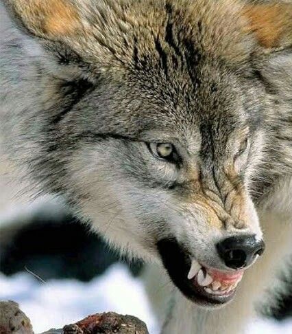 Snarling Wolf, Angry Wolf, Wolf World, Wolf Husky, Angry Animals, Fierce Animals, Wolf Images, Wolf Stuff, Wolf Photos