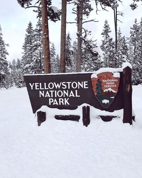 @codyyellowstone shared a photo on Instagram: “Yellowstone National Park truly transforms into a winter wonderland this time of year! Have you had the chance to visit in the winter? ❄️…” • Jan 15, 2021 at 2:49pm UTC Yellowstone Christmas, Wyoming Trip, Yellowstone Winter, Montana Winter, Cowgirl Aesthetic, Art Things, Christmas Travel, Yellowstone National, Yellowstone National Park