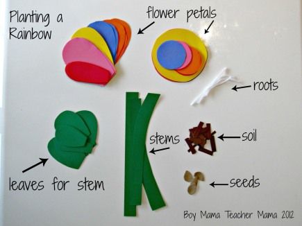 Parts of a Flower - How a Flower grows! Planting a Rainbow by Lois Ehlert Lois Ehlert, Planting A Rainbow, Plant Activities, Preschool Garden, Plants Unit, Plant Study, My Father's World, Parts Of A Flower, Plant Science