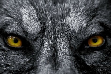 The evil wolf's petrifying stare Wolf Eyes, Stall Shower Curtain, Wolf Wallpaper, Wild Wolf, Duvet Cover Sets, Digital Image, Mammals, Supernatural, Throw Pillow Covers