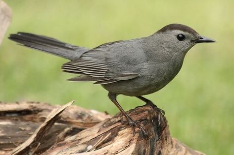 Bird Pic, Gray Catbird, Plettenberg Bay, Garden Friends, Bird Sanctuary, Cat Bird, Friends 2, Bird Photos, Life List