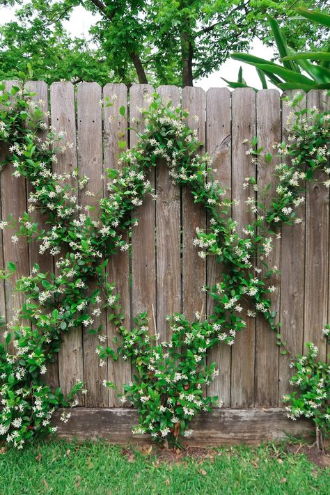 Outdoor Trellis Ideas, Trellis Privacy, Farmhouse Backyard, Trellis Fence, Trellis Ideas, Outdoor Trellis, Diy Trellis, New Garden, Privacy Screens