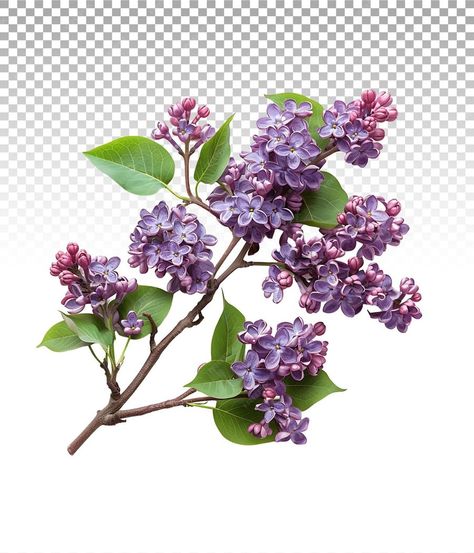 Explore Purple Lilac Flowers Branch Cut Outs Stock Photography Collection | Premium AI-generated PSD Flowers Branch, Photography Collection, Lilac Flowers, Flower Branch, Purple Lilac, Cut Outs, Art Ideas, Graphic Resources, Stock Photography