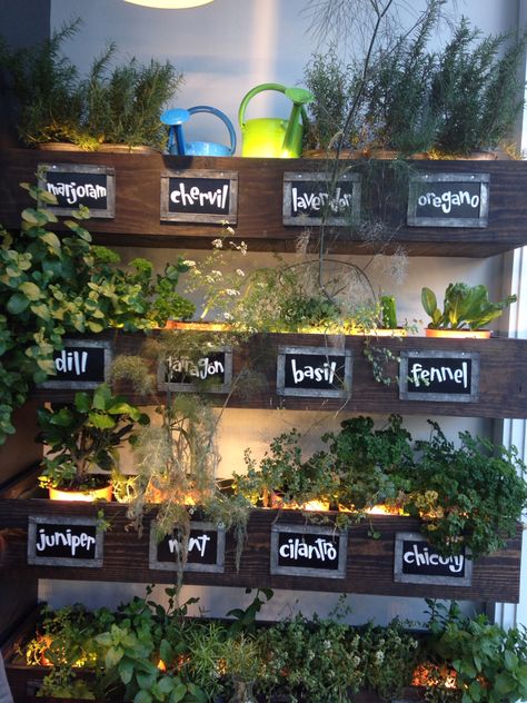 Herb Themed Kitchen, Pantry Homestead, Herb Wall Kitchen, Indoor Herb Wall, Living Herb Wall, Herb Station, Herb Display, Herb Shelf, Vine Garden