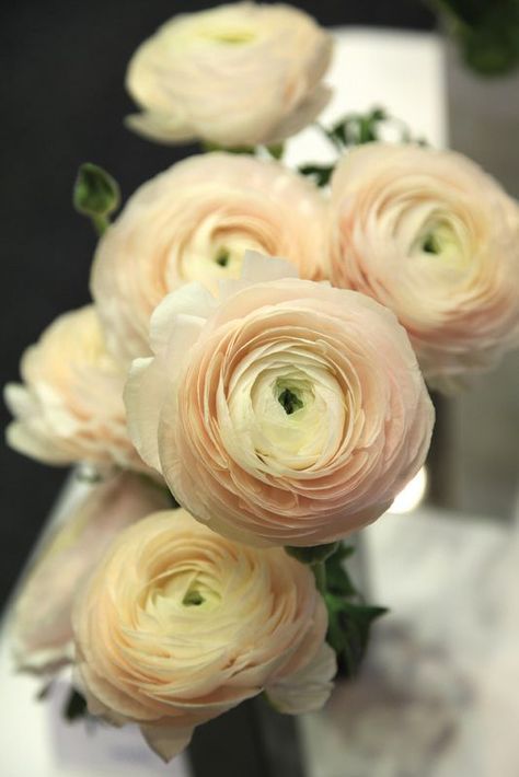 Flower Months, Flowers Ranunculus, Persian Buttercup, Ranunculus Flowers, Miniature Flowers, Hybrid Tea Roses, Floral Photography, Planting Bulbs, Cactus Flower